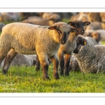 Moutons de pré salés en baie de Somme