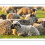 Moutons de pré salés en baie de Somme