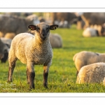 Moutons de pré salés en baie de Somme