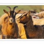 Moutons de pré salés en baie de Somme