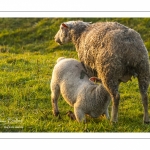 Moutons de pré salés en baie de Somme