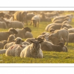 Moutons de pré salés en baie de Somme