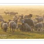 Moutons de pré salés en baie de Somme