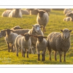 Moutons de pré salés en baie de Somme