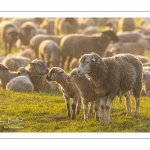 Moutons de pré salés en baie de Somme