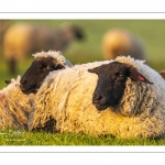 Moutons de pré salés en baie de Somme