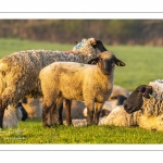 Moutons de pré salés en baie de Somme