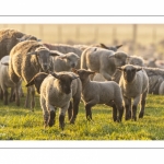 Moutons de pré salés en baie de Somme