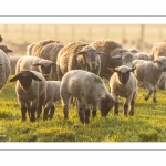 Moutons de pré salés en baie de Somme