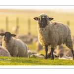 Moutons de pré salés en baie de Somme