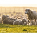 Moutons de pré salés en baie de Somme