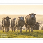 Moutons de pré salés en baie de Somme