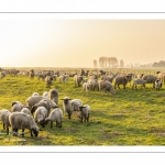 Moutons de pré salés en baie de Somme