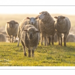 Moutons de pré salés en baie de Somme