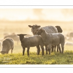 Moutons de pré salés en baie de Somme