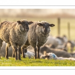 Moutons de pré salés en baie de Somme