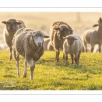 Moutons de pré salés en baie de Somme