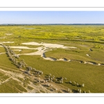 Les moutons de prés salés rejoignent leur parc pour la nuit