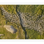 Les moutons de prés salés rejoignent leur parc pour la nuit