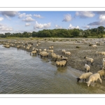 Les moutons de près-salés au Cap Hornu