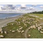 Les moutons de près-salés au Cap Hornu