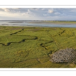 Les moutons de près-salés au Cap Hornu