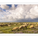 Les moutons de près-salés au Cap Hornu