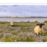 Les moutons de près-salés au Cap Hornu