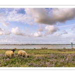 Les moutons de près-salés au Cap Hornu