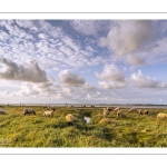 Les moutons de près-salés au Cap Hornu