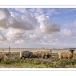 Les moutons de près-salés au Cap Hornu