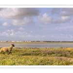 Les moutons de près-salés au Cap Hornu