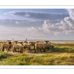 Les moutons de près-salés au Cap Hornu