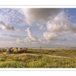 Les moutons de près-salés au Cap Hornu