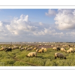 Les moutons de près-salés au Cap Hornu