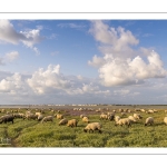 Les moutons de près-salés au Cap Hornu