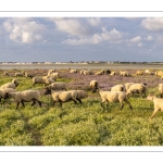 Les moutons de près-salés au Cap Hornu