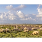 Les moutons de près-salés au Cap Hornu