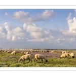 Les moutons de près-salés au Cap Hornu