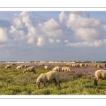 Les moutons de près-salés au Cap Hornu