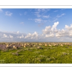 Les moutons de près-salés au Cap Hornu