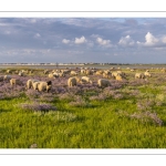 Les moutons de près-salés au Cap Hornu