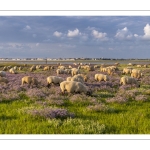 Les moutons de près-salés au Cap Hornu