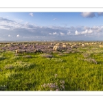 Les moutons de près-salés au Cap Hornu