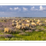 Les moutons de près-salés au Cap Hornu