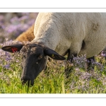 Les moutons de près-salés au Cap Hornu