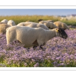 Les moutons de près-salés au Cap Hornu