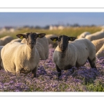 Les moutons de près-salés au Cap Hornu