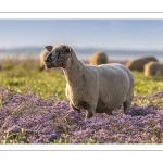 Les moutons de près-salés au Cap Hornu