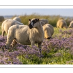 Les moutons de près-salés au Cap Hornu